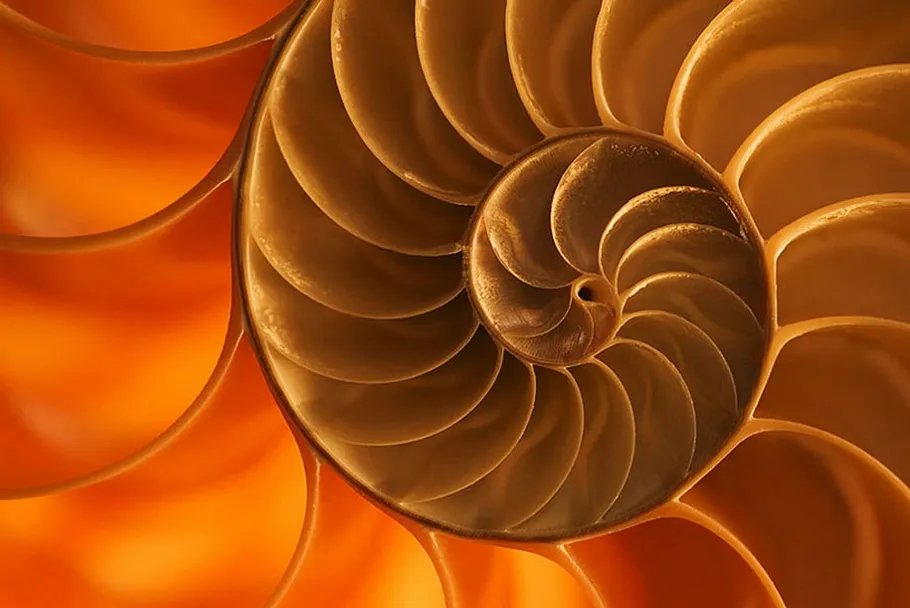 Spiral Pattern photo by Sully Silly Photo by <a href="http://www.flickr.com/photos/bruinsfan/3842082440/">SullySilly