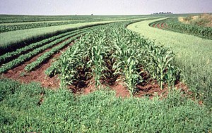 intercropping